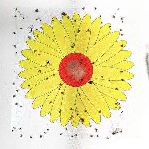 windows fly traps
