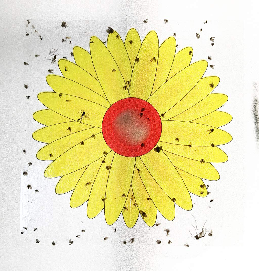 Chrysanthemum Style Window Fly Trap 1 windows fly traps