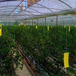 Yellow sticky trap 20*15cm