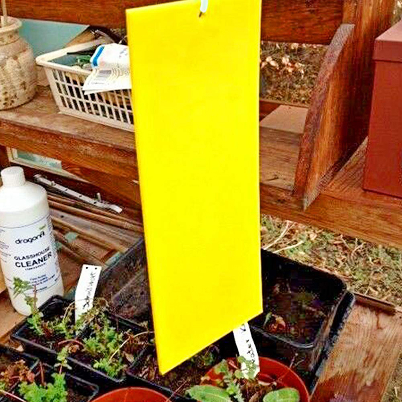 Yellow sticky trap 20*15cm
