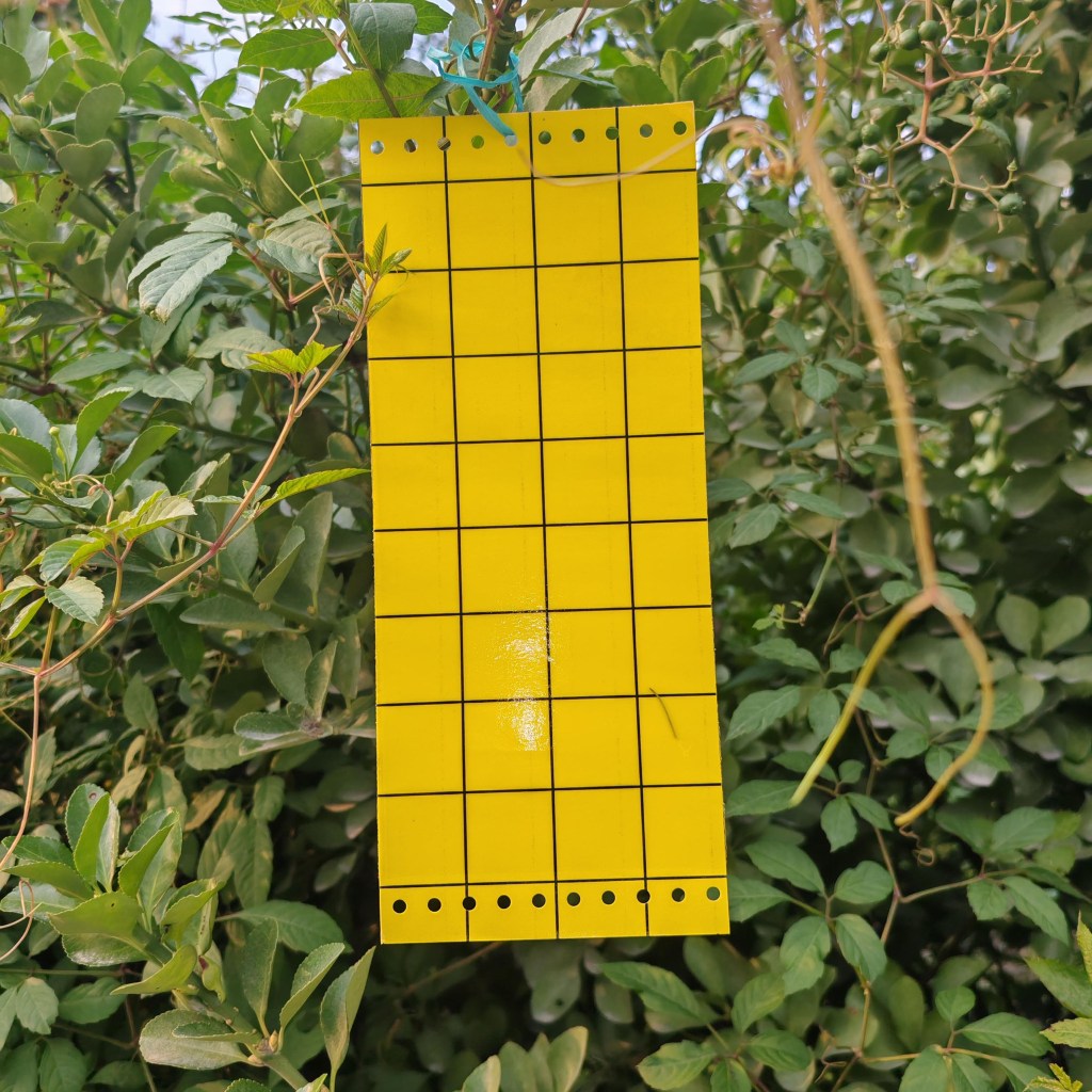 Chinese factory customizes 24*17 cm double-sided sticky insect boards. 1 yellow sticky traps
