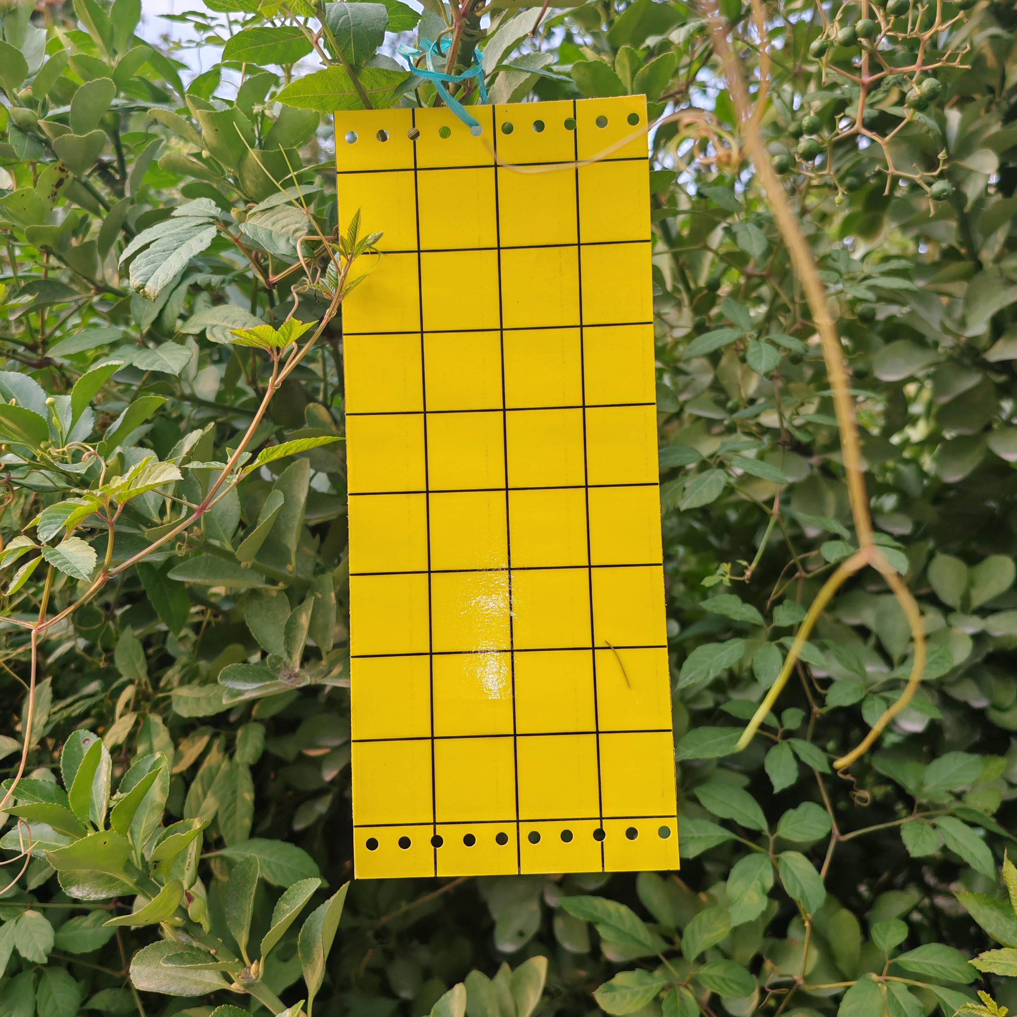 Chinese factory customizes yellow insect traps 24*17 cm multi-hole with twist ties. 1 yellow sticky traps