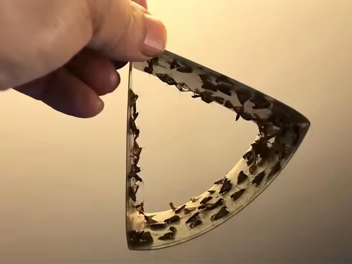 Pheromone Moth Traps: A New Strategy for Home Protection 2 Феромонные ловушки для моли