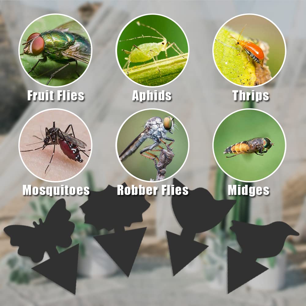 "How to Choose and Use Fruit Fly Traps to Protect Your Indoor Plants" 3 image 2 9