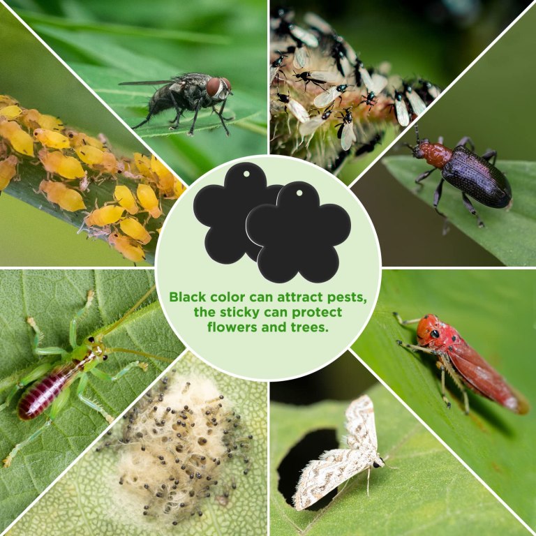 Fruit Fly Glue Traps