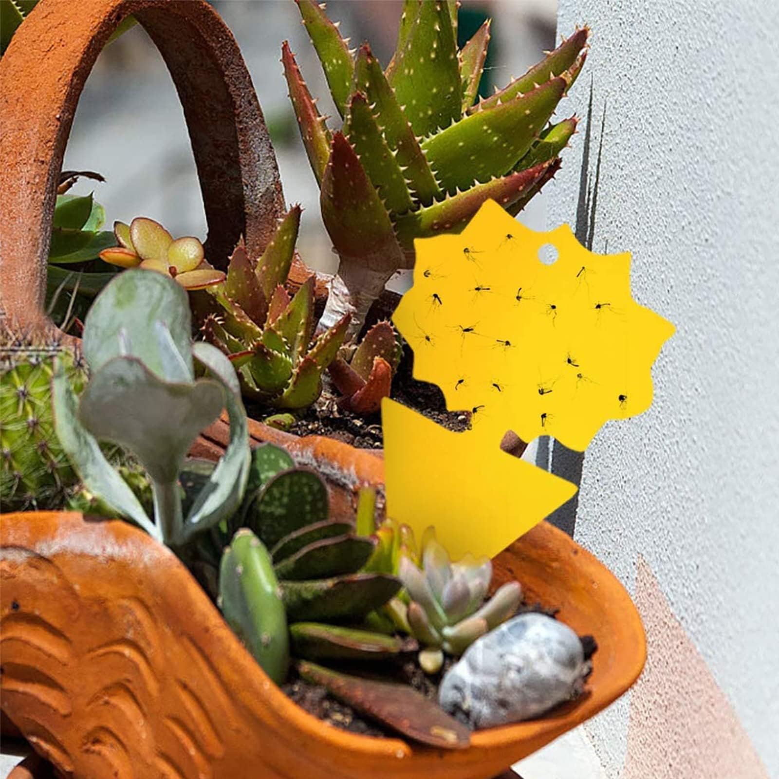 مصائد لاصقة مزدوجة الجوانب مصائد ذبابة الفاكهة مصائد الحشرات 6 × 8 بوصة قابلة للتخصيص Double-Sided Sticky Traps, Fruit Fly Traps, Bug Traps 6x8 Inches, Customizable - الصورة 3