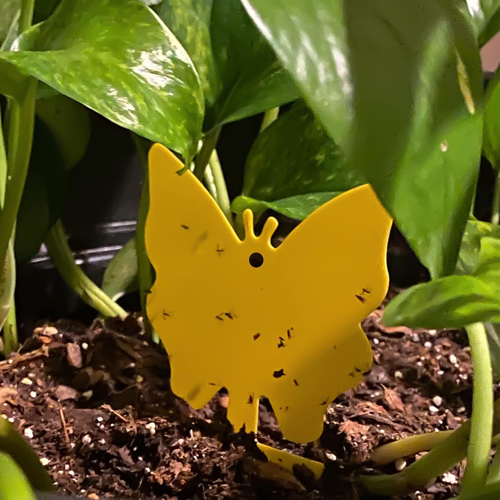 مصائد لاصقة مزدوجة الجوانب مصائد ذبابة الفاكهة مصائد الحشرات 6 × 8 بوصة قابلة للتخصيص Double-Sided Sticky Traps, Fruit Fly Traps, Bug Traps 6x8 Inches, Customizable - الصورة 4