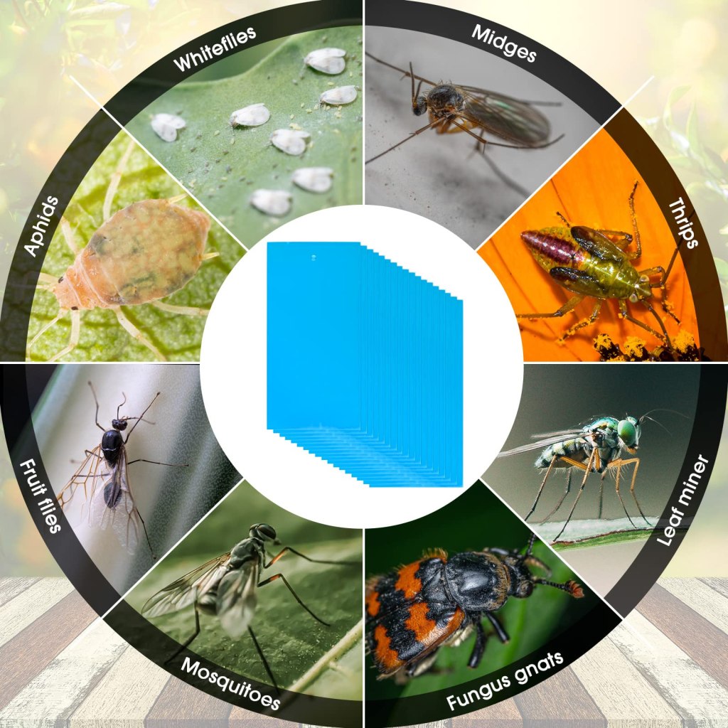 Blue Sticky Insect Traps: An Effective Solution for Pest Control in Greenhouses and the Benefits of Insect Attractants 3 Insect trap