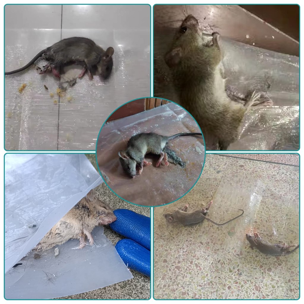 Effective Glue Traps for Pest Control: Wholesale Supply for the Global Market 4 mouse glue trap -
