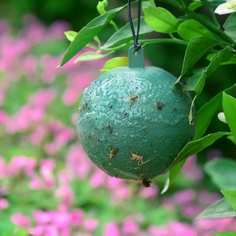 Fruit Fly Traps, Insect Traps - Supplied by Chinese Factory 2 详情 13 1