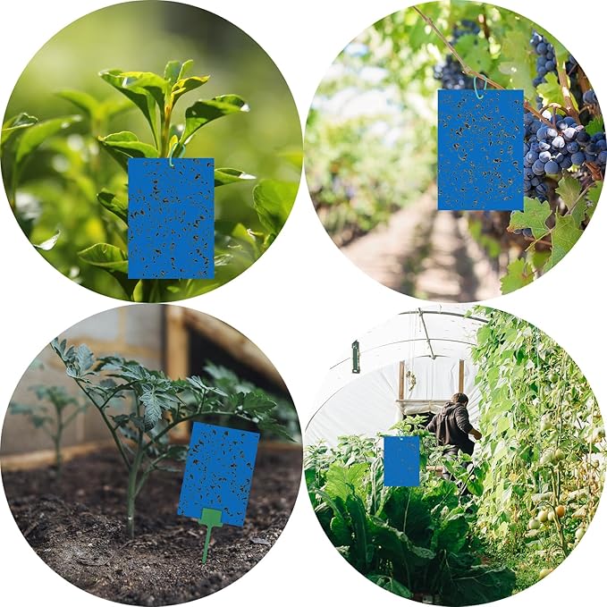 50p Sticky Fly Trap, Fruit Fly Traps, Plant Fly Stickers, Suitable for Indoor and Outdoor Use Sticky Insect Traps 5 50p Sticky Fly Trap, Fruit Fly Traps, Plant Fly Stickers, Suitable for Indoor and Outdoor Use Sticky Insect Traps — изображение 5