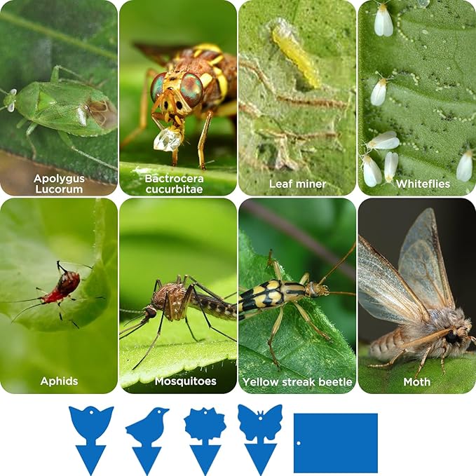 50p Sticky Fly Trap, Fruit Fly Traps, Plant Fly Stickers, Suitable for Indoor and Outdoor Use Sticky Insect Traps 4 50p Sticky Fly Trap, Fruit Fly Traps, Plant Fly Stickers, Suitable for Indoor and Outdoor Use Sticky Insect Traps — изображение 4