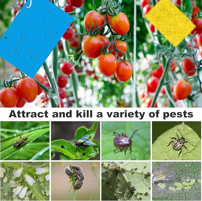 Sticky Insect Traps for Fruit Trees: A Simple and Healthy Solution for a Bountiful Harvest 2 Sticky insect traps