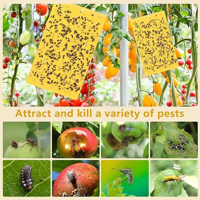 50 pieces of yellow sticky insect traps, yellow stickers, for combating indoor plants, fruit flies, aphids, and fungal gnats. 12 끈적끈적한 곤충 트랩