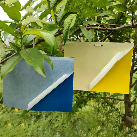 Double-sided Yellow-Blue Adhesive Integrated Plastic Insect Trap Board for Gardening Plants China Manufacturer 1 Two color swatch cards hang from a tree branch: blue-gray on the left and yellow on the right, with curled white corners, in a garden background