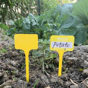 Two yellow garden markers placed in soil around a young potato plant, with the right marker labeled 'Potato.'