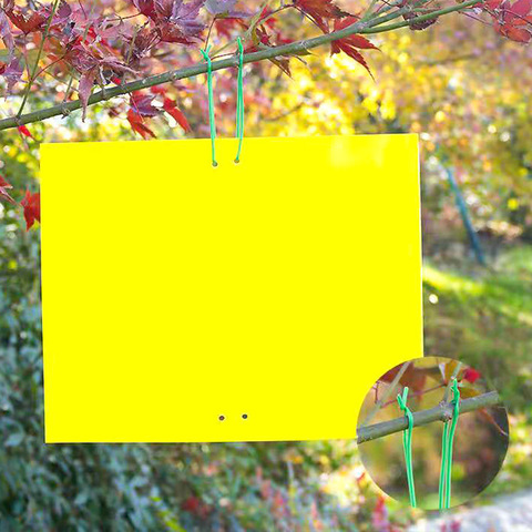 Yellow Solid Double-sided Sticky Trap Board Paper Small Black Fly Fruit Fly Wasp Thrips Orchards Greenhouses 1 Bright yellow rectangular sign hanging from a tree branch with green cords; blurred garden background. Inset circle shows a close-up of the green cord tying the sign.