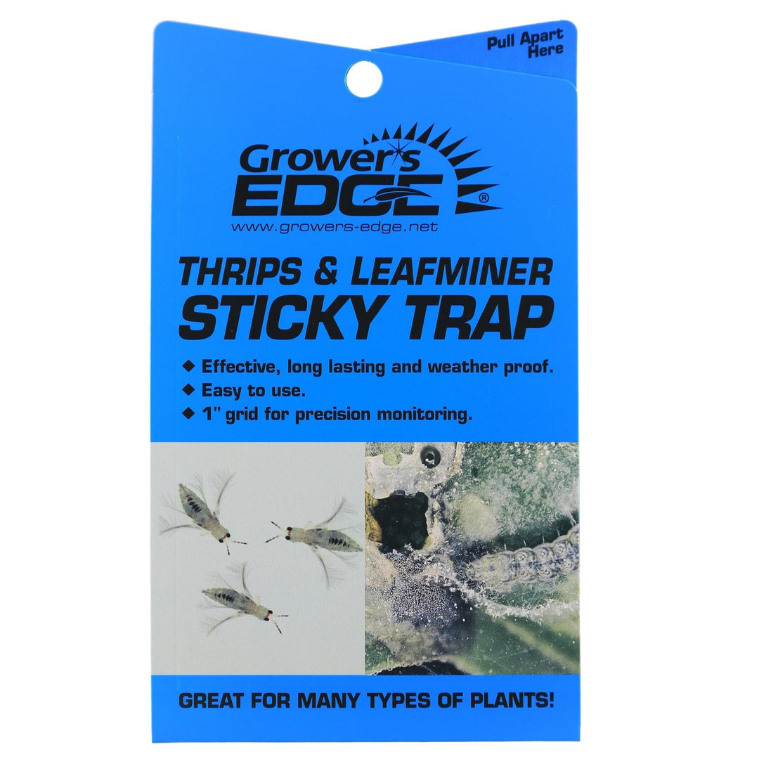 blue sticky trap greenhouse thrips