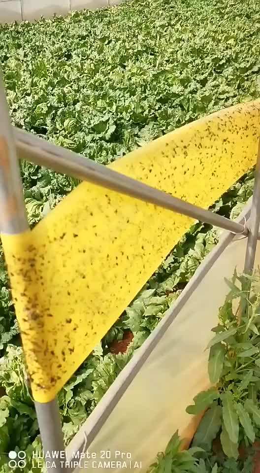 Yellow Sticky Traps: Professional Guide to Greenhouse & Orchard Pest Control (2026) 4 Yellow sticky trap product