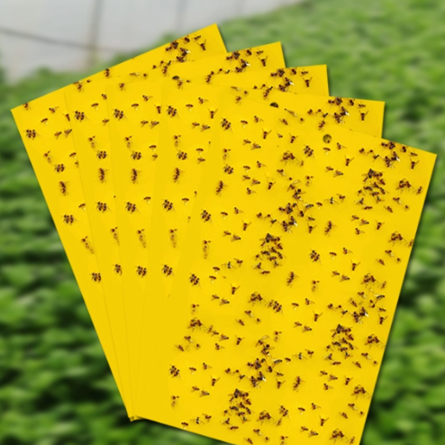 Yellow Sticky Traps: Professional Guide to Greenhouse & Orchard Pest Control (2026) 3 Close-up of yellow sticky trap with insects