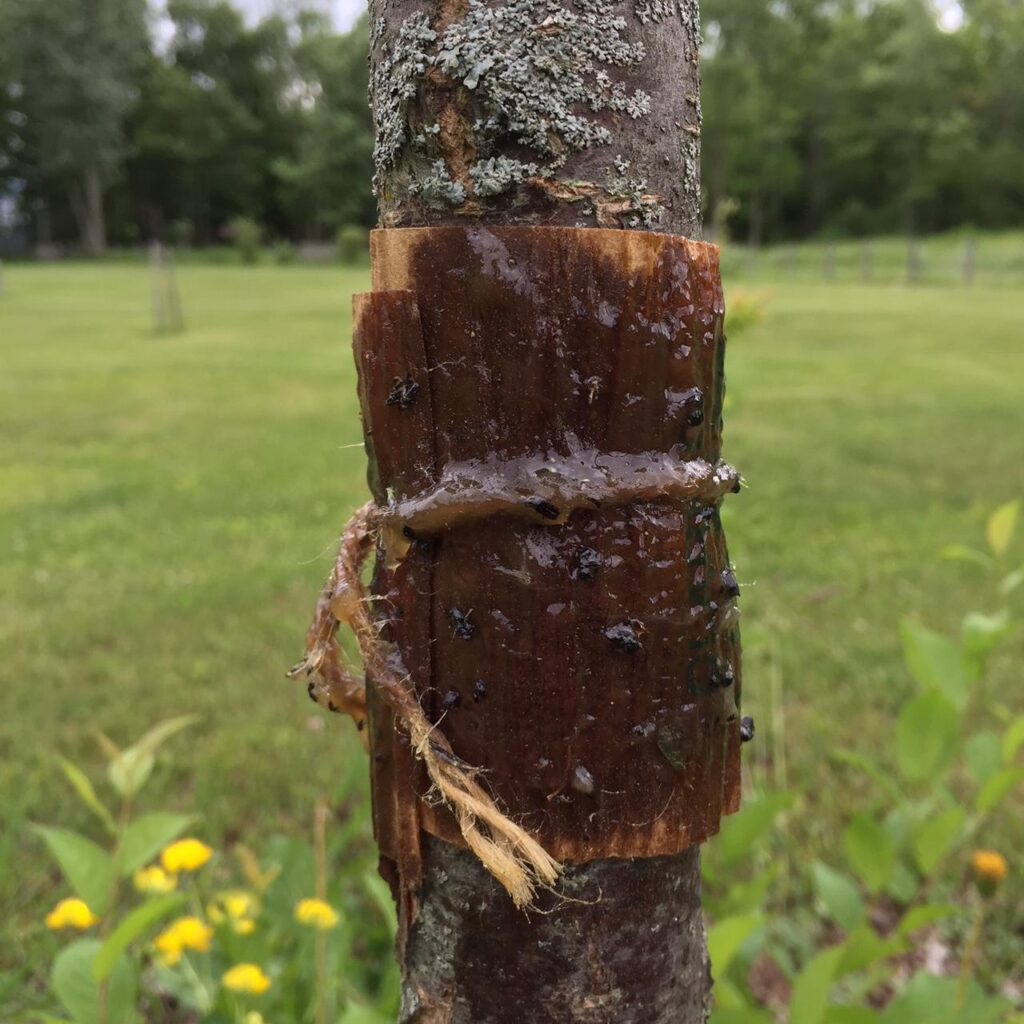 Tree Banding Tape for Walnut Orchards | Shandong NongZhiWang 3 tree banding tape close-up with trapped insects on walnut orchard trunk