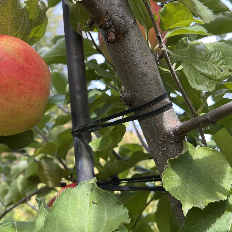 Black Tree Banding Tape 15cm x 100m – Heavy-Duty Crawler Barrier for Walnut, Pecan & Thick-Bark Orchards 1 Black tree banding tape applied on a fruit tree branch protecting apples from crawling pests