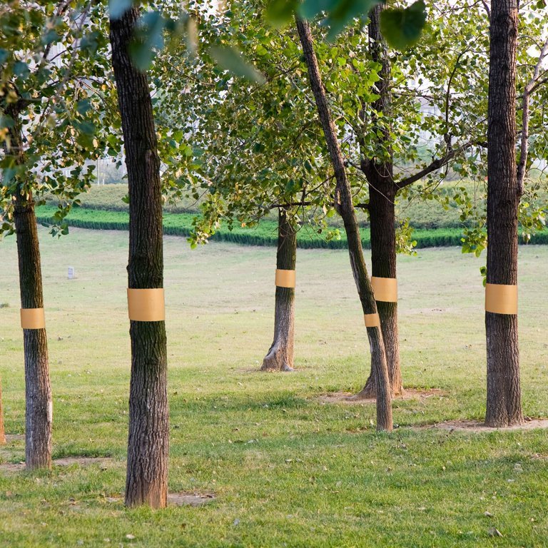 Sticky Solid Plastic Tree Wrap Roll - Non-Toxic Yellow Insect Barrier 1 Crawler barrier ribbon tree banding tape for trunk pest control