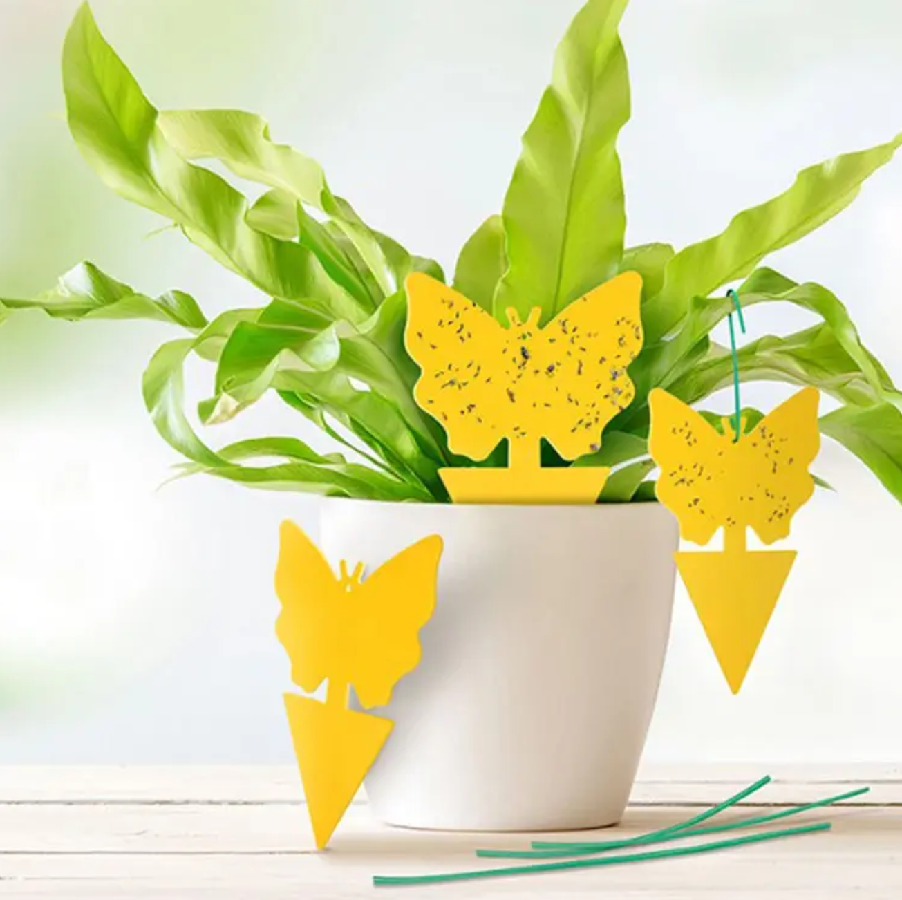 Custom Sticky Traps Manufacturer — Your Design, Our Factory 1 Custom sticky traps design review at Shandong NongZhiWang factory