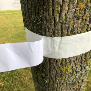 final_wholesale_2 Close-up of white tree banding tape applied around a mature tree trunk as an insect barrier
