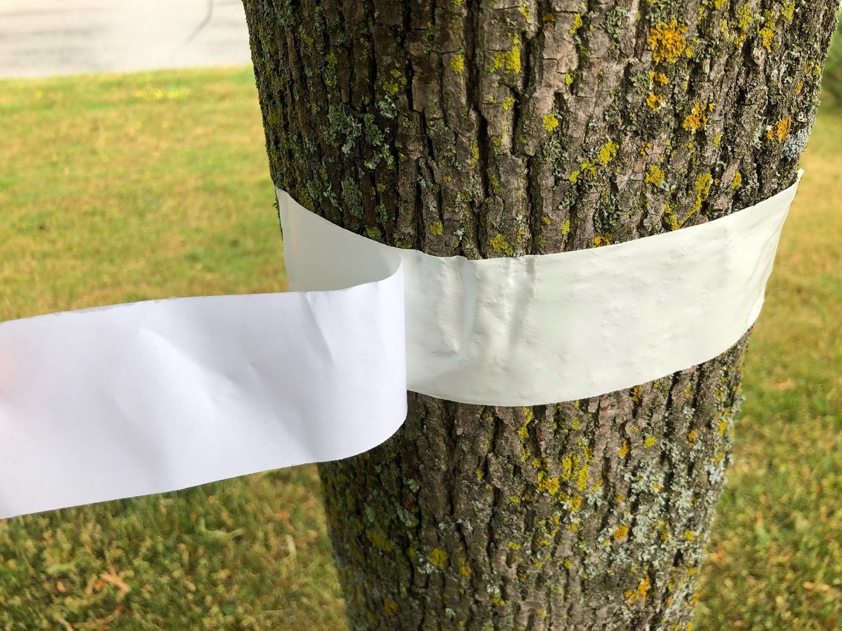 Close-up of white tree banding tape applied around a mature tree trunk as an insect barrier