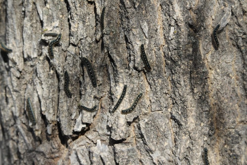 Tree trunk banded against cankerworm with sticky barrier tape