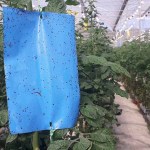 Pièges collants bleus grossiste : bleu ou jaune selon le stade cultural 4 Blue sticky trap hanging among tomato plants in a greenhouse for thrips monitoring