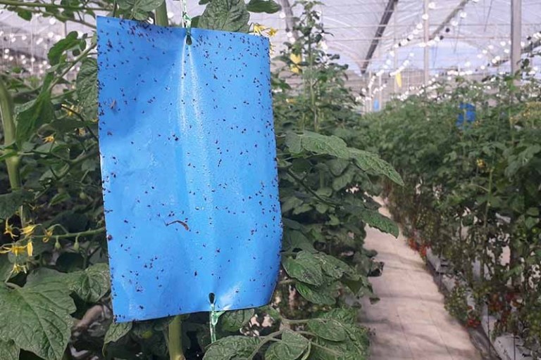 Blue sticky trap hanging among tomato plants in a greenhouse for thrips monitoring