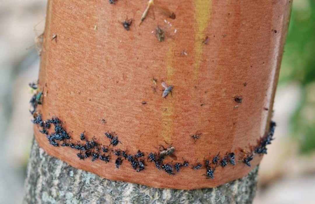 Sticky band wrapped around a tree trunk to trap crawling pests before they reach the canopy