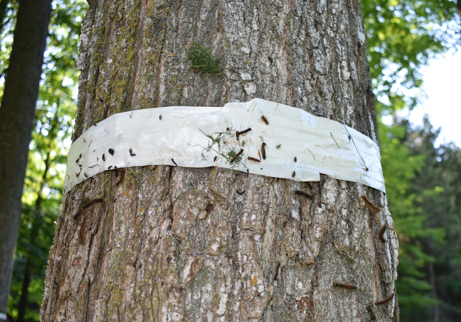 close-up of sticky tree banding tape capturing crawling insects