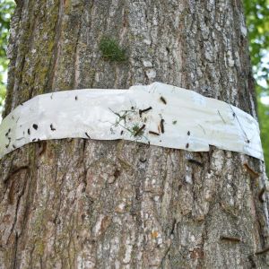 nzw-tree-banding-tape-applied-trunk White insect barrier tape applied around a tree trunk trapping caterpillars