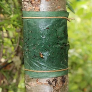 Tree Banding Tape for Stone Fruit Orchards – Non-Toxic Crawler Barrier Ribbon (Wholesale & OEM)