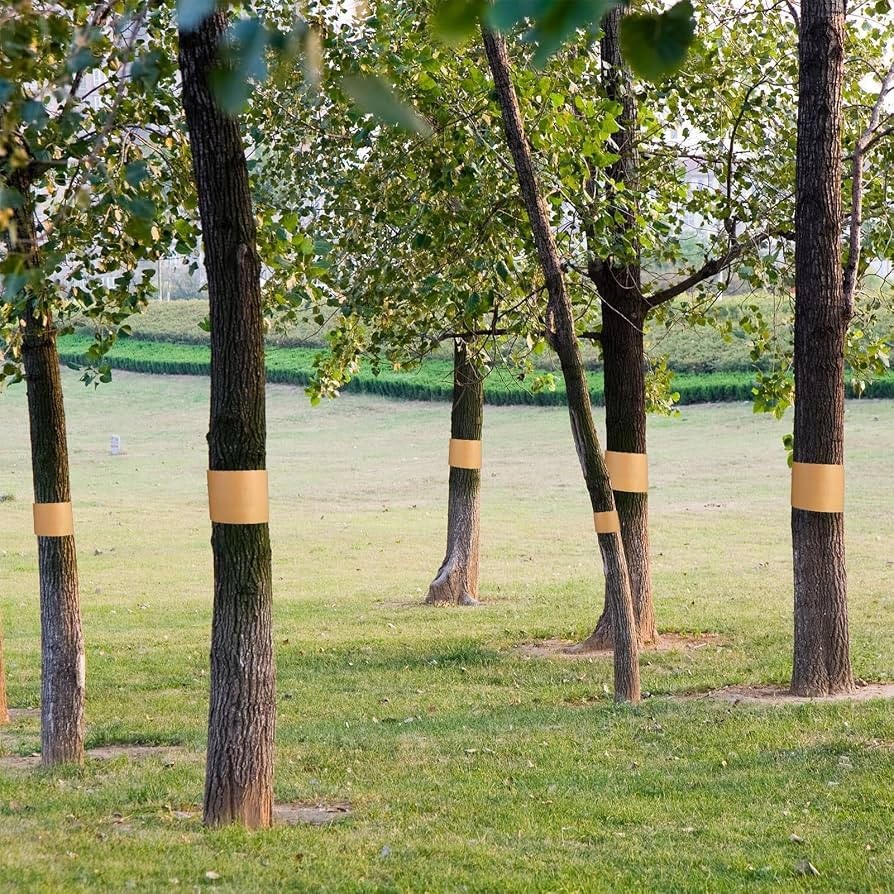Cinta encolada para árboles: barrera de tronco contra hormigas y plagas trepadoras en mango 1 cinta encolada para árboles instalada en troncos de mango