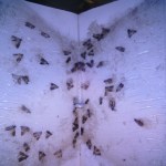Pièges à phéromones pour mites grossiste : positionnement selon le flux produit 9 Sticky moth monitoring board with captured stored-product moths