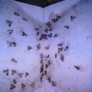 Sticky moth monitoring board with captured stored-product moths