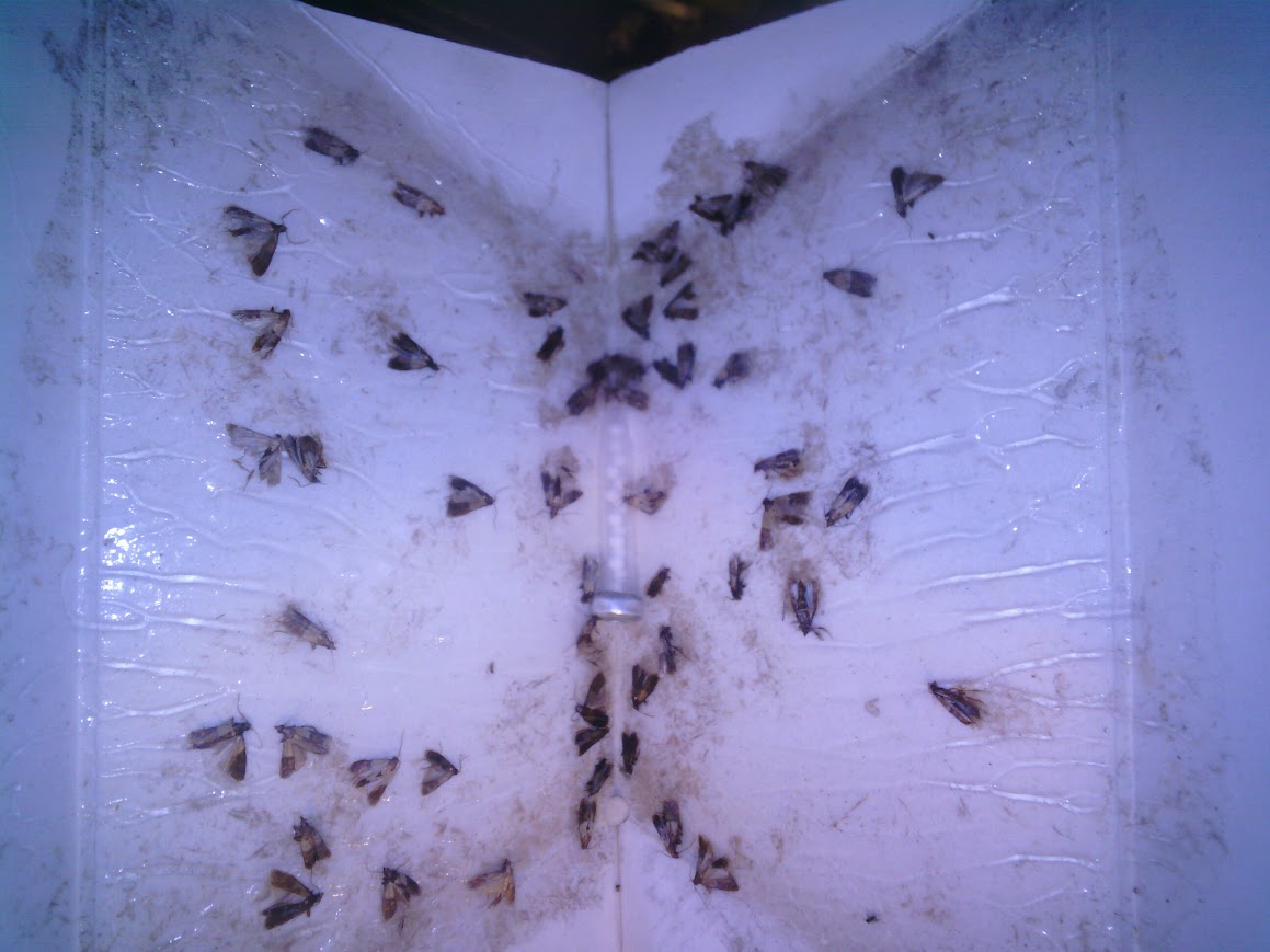 Sticky moth monitoring board with captured stored-product moths