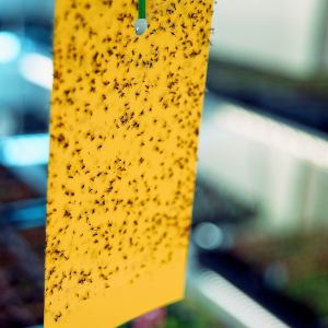 Yellow Sticky Cards 20x25cm Double-Sided IPM Mass Trapping Board | Wholesale Bulk Factory Direct Greenhouse Supplies
