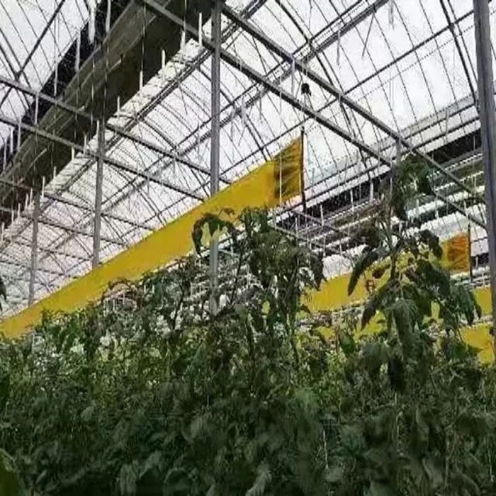 Greenhouse Sticky Fly Tape Rolls: Bulk 2 Greenhouse sticky fly tape hanging above vegetable rows for bulk insect monitoring