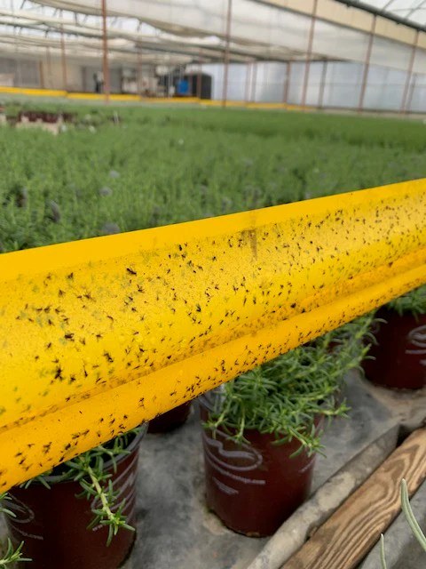 Industrial Fly Mass Trapping Rolls OEM Factory: Customization Guide for Bulk Buyers 2 Sticky fly tape roll with trapped insects