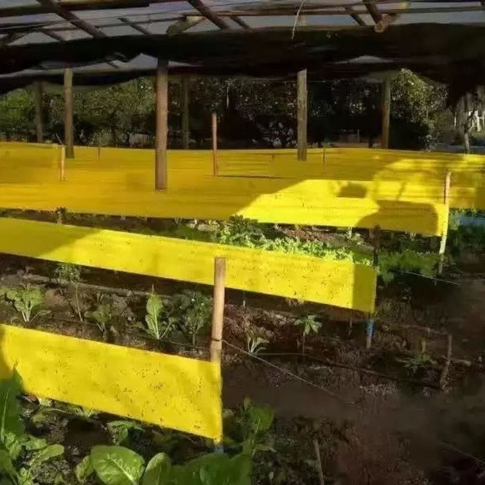Greenhouse Sticky Fly Tape Rolls: Bulk 3 Yellow sticky fly tape rolls hung in a greenhouse row for bulk wholesale supply