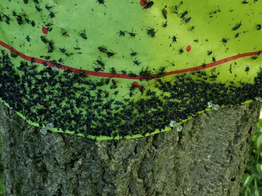 Green sticky tree band applied on orchard tree trunk covered with trapped insects