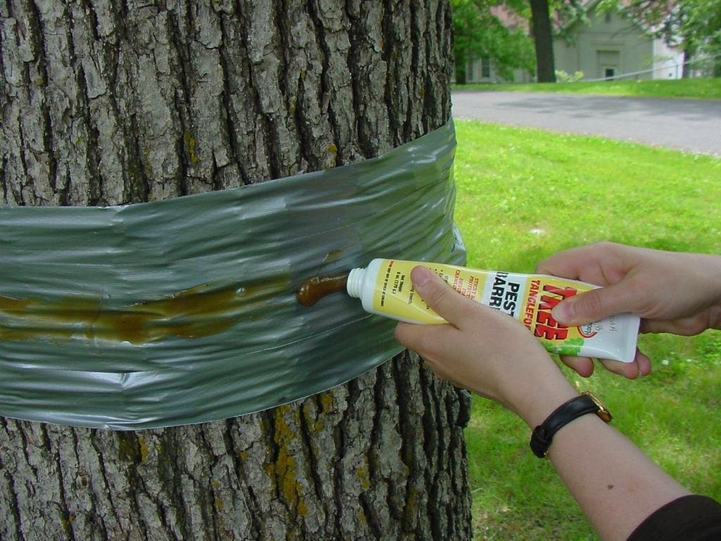 Glue Bands for Fruit Trees: Winter Moth Control, Application & Wholesale Sourcing 2 Applying sticky tree banding tape around tree trunk to trap crawling pests