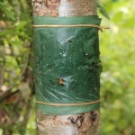 Cinta encolada para árboles en parques zoológicos: barrera sin pulverización para recintos, avenidas y zonas de picnic 11 tree banding tape citrus 1