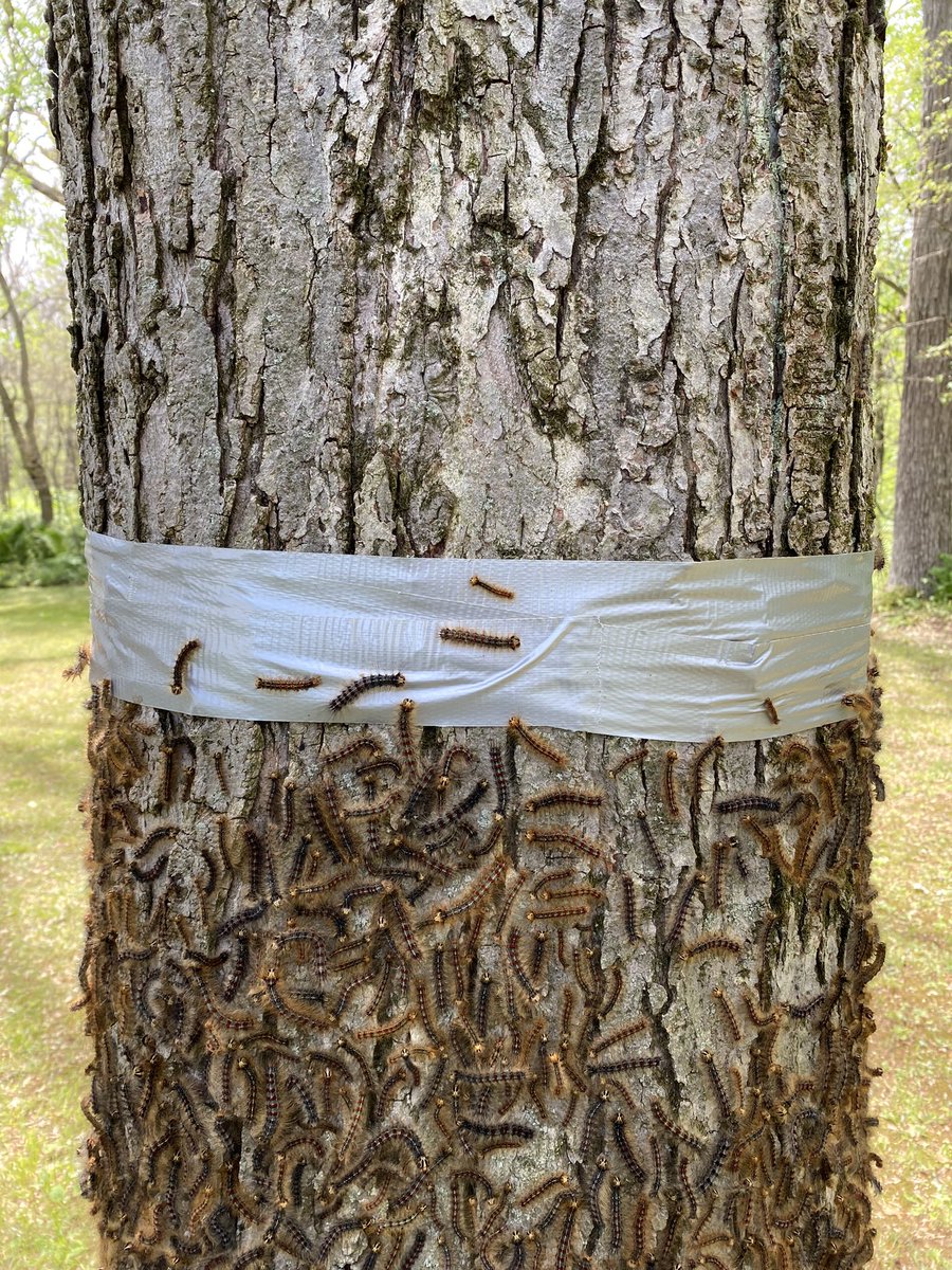 Tree banding tape installed around a tree trunk trapping crawling pests, demonstrating IPM monitoring of trunk-climbing insects