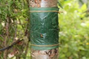 Cinta Encolada para Viñedos: Barrera Física Contra Plagas | Shandong NongZhiWang 6 tree banding orchard